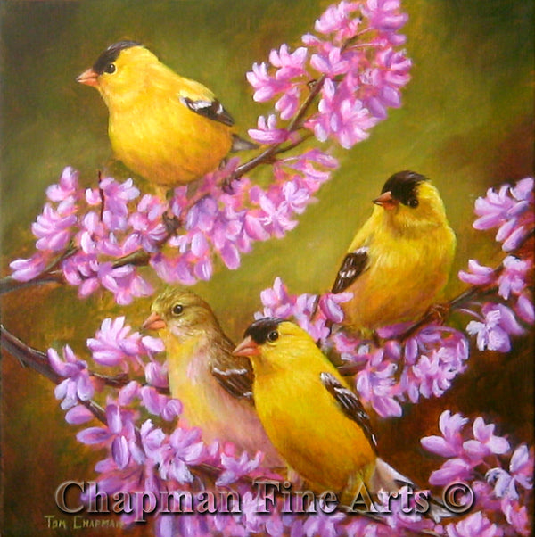 Birds