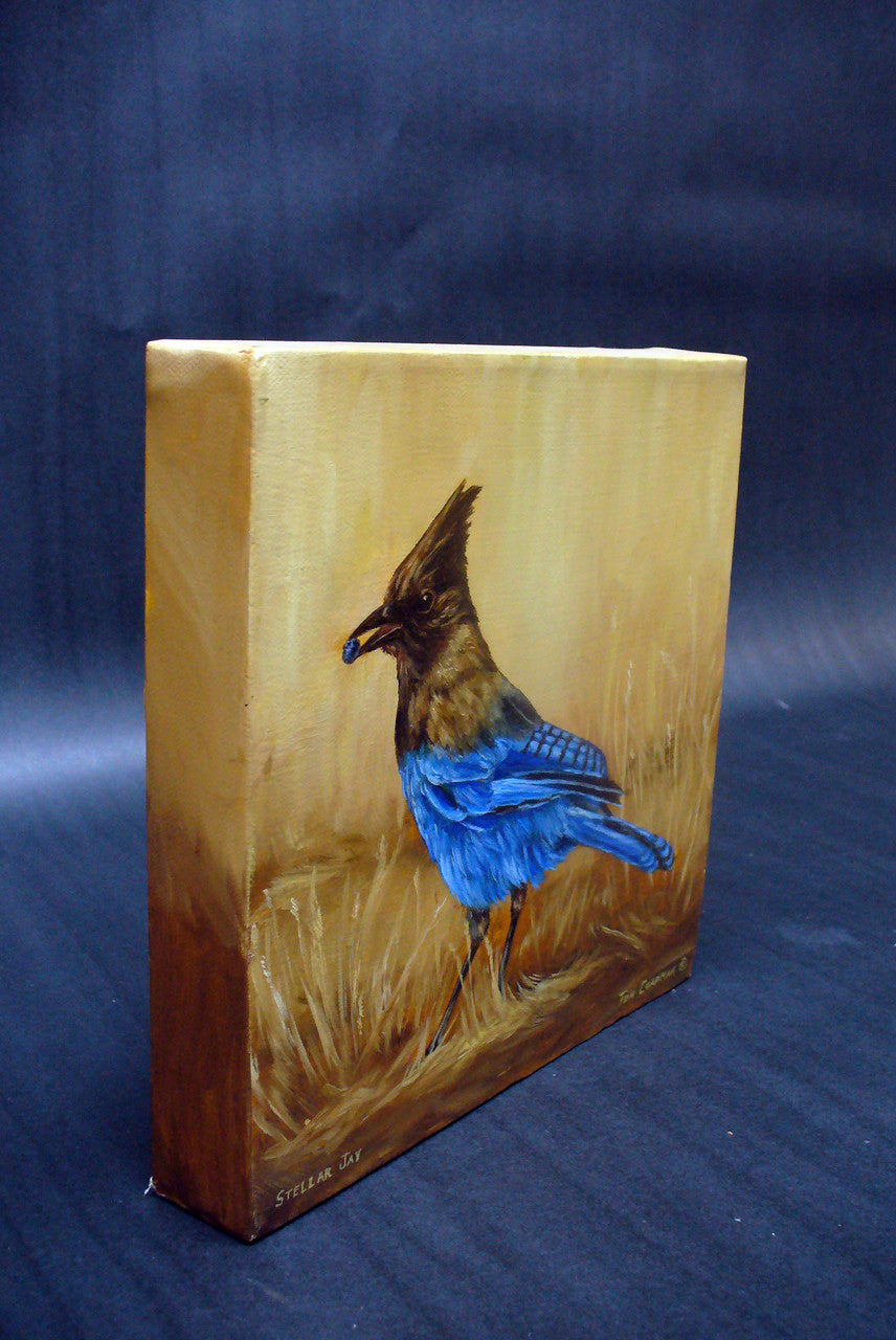 Camp Robber, Stellar's Jay - oil painting on canvas