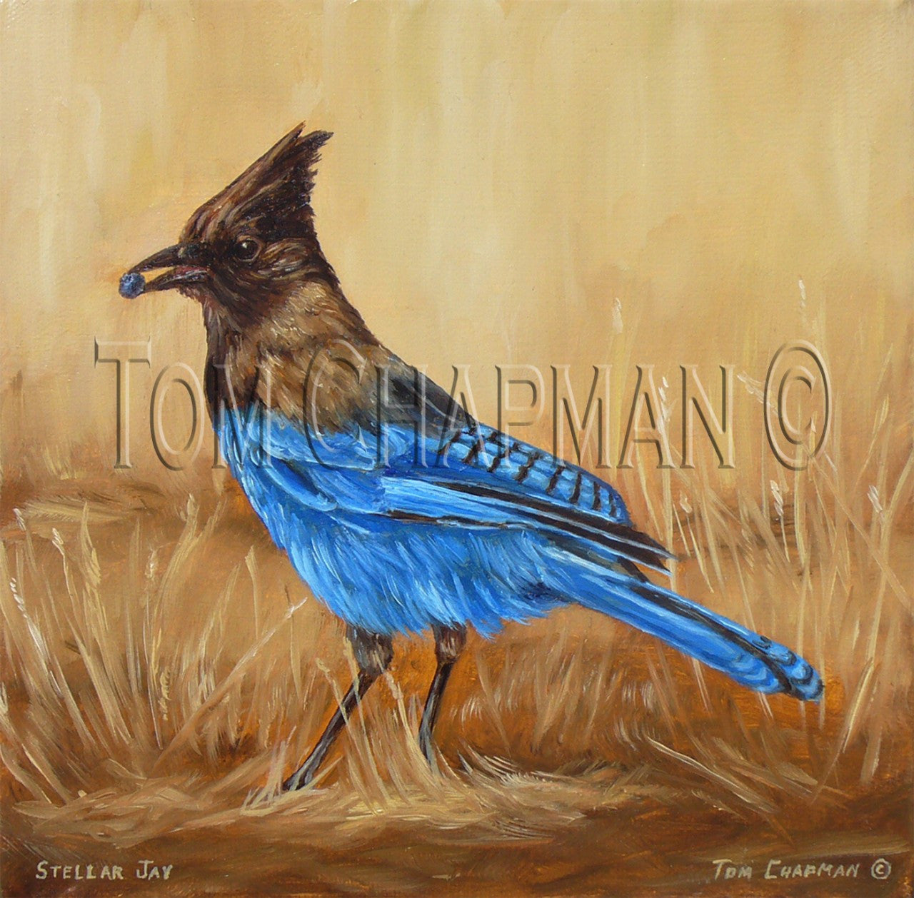 Camp Robber, Stellar's Jay - oil painting on canvas