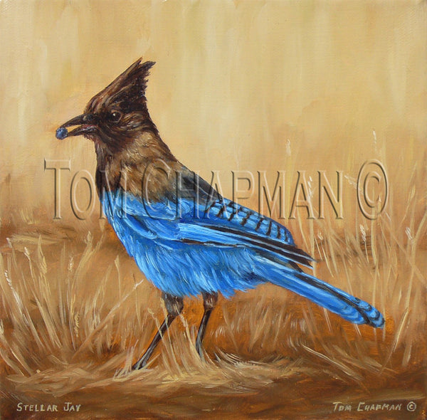 Camp Robber, Stellar's Jay - oil painting on canvas