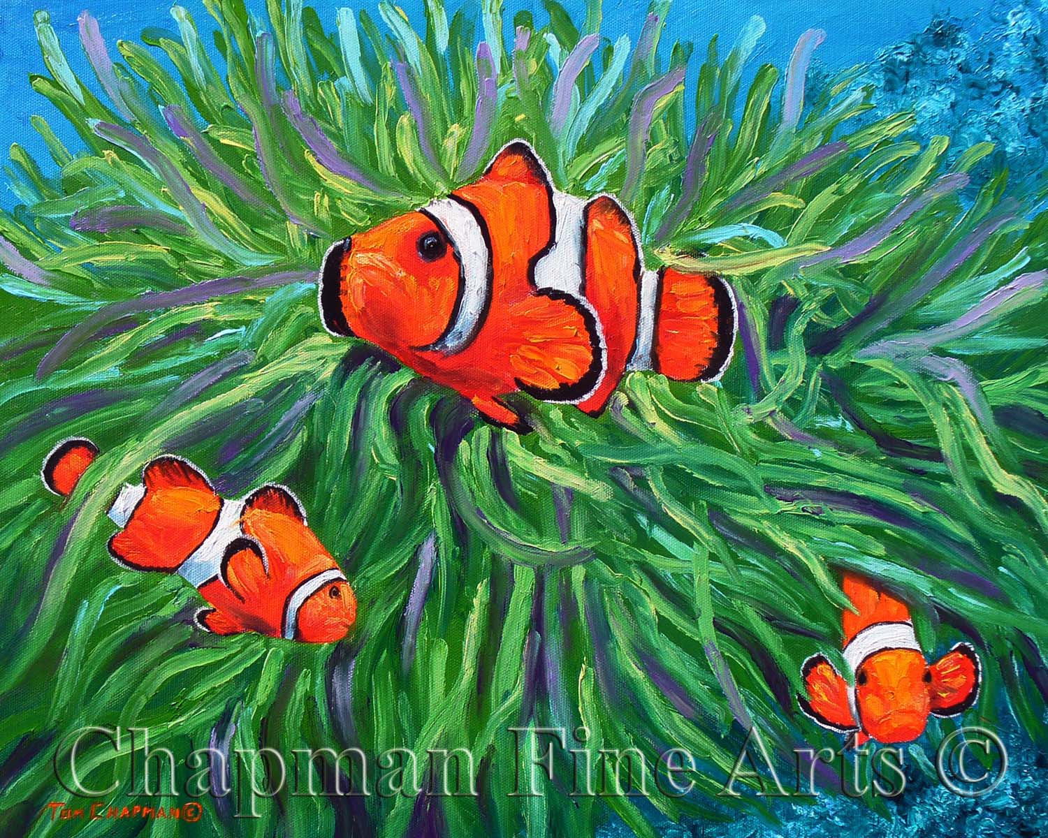 Clown Fish and Sea Anemone