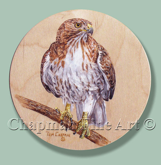 Red Tailed Hawk on Wooden Disk