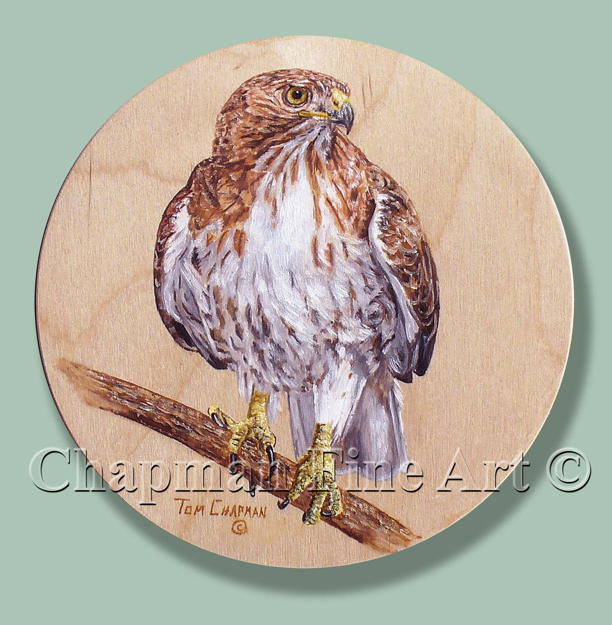 Red Tailed Hawk on Wooden Disk