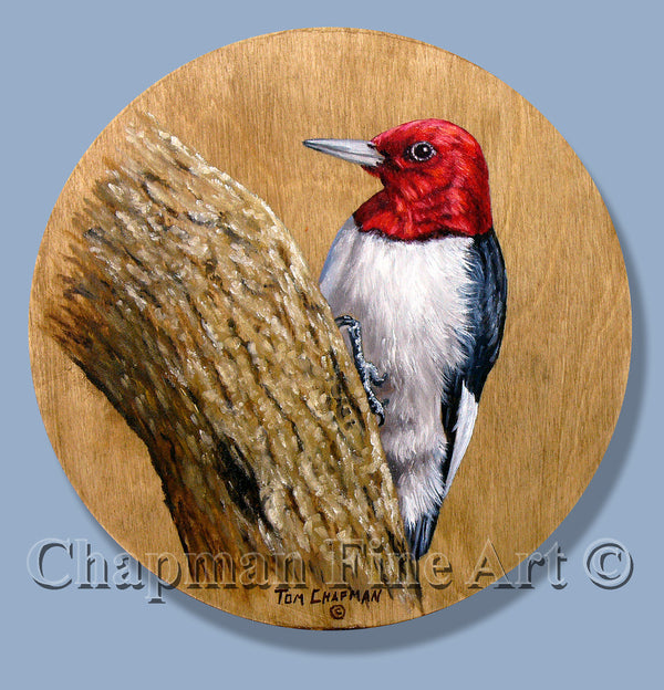 Redheaded Wood Pecker, oil on wooden disk
