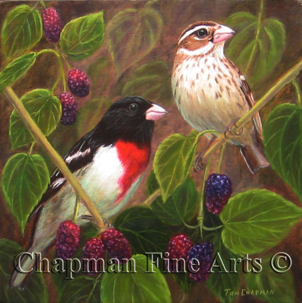 Rose Breasted Grosbeaks and Mulberries