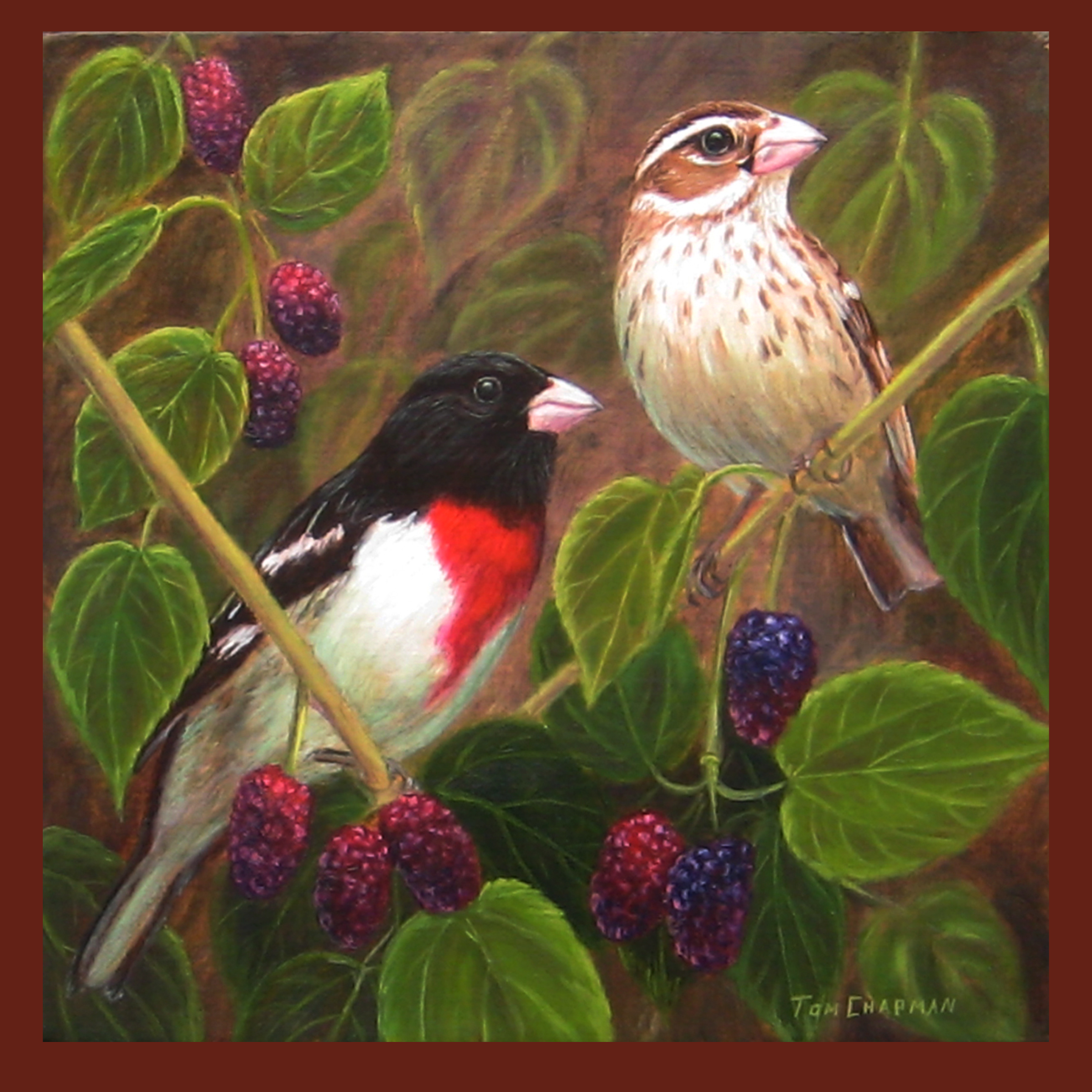 Rose Breasted Grosbeaks and Mulberries