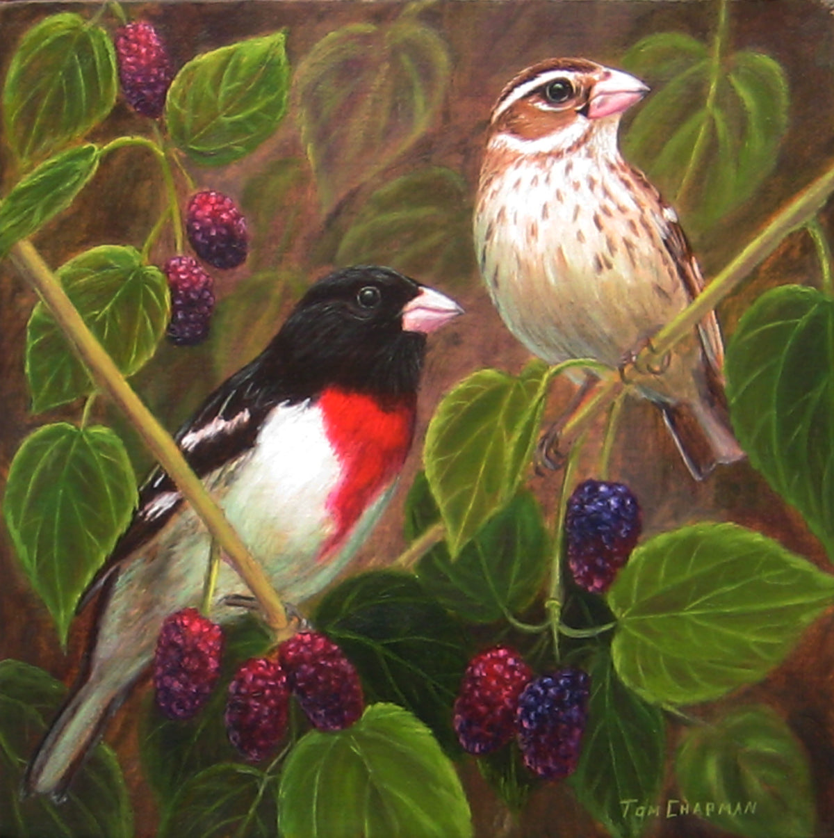 Rose Breasted Grosbeaks and Mulberries