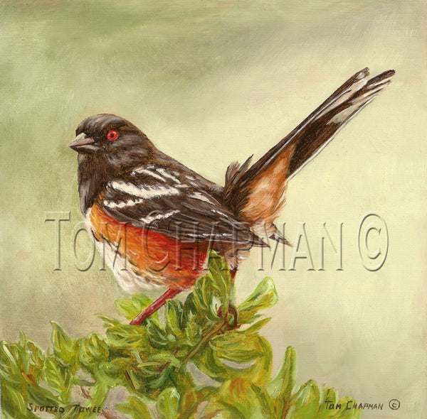 Spotted Towee - oil painting on canvas, songbird
