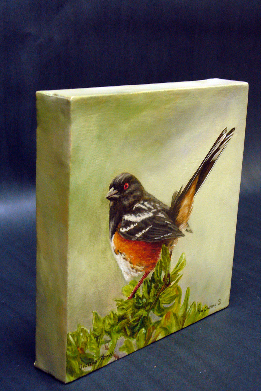 Spotted Towee - oil painting on canvas, songbird